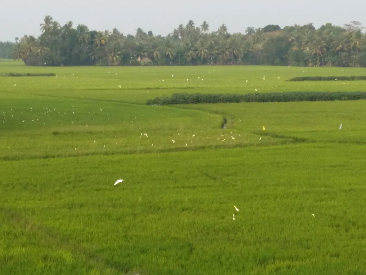 Pozhiyoram Ayurveda Beach Resort Alappuzha